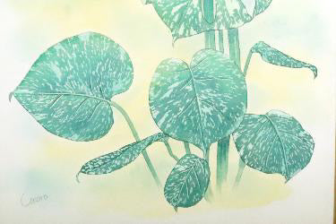 原画★モンステラ　タイコンステレーション　50×25cm