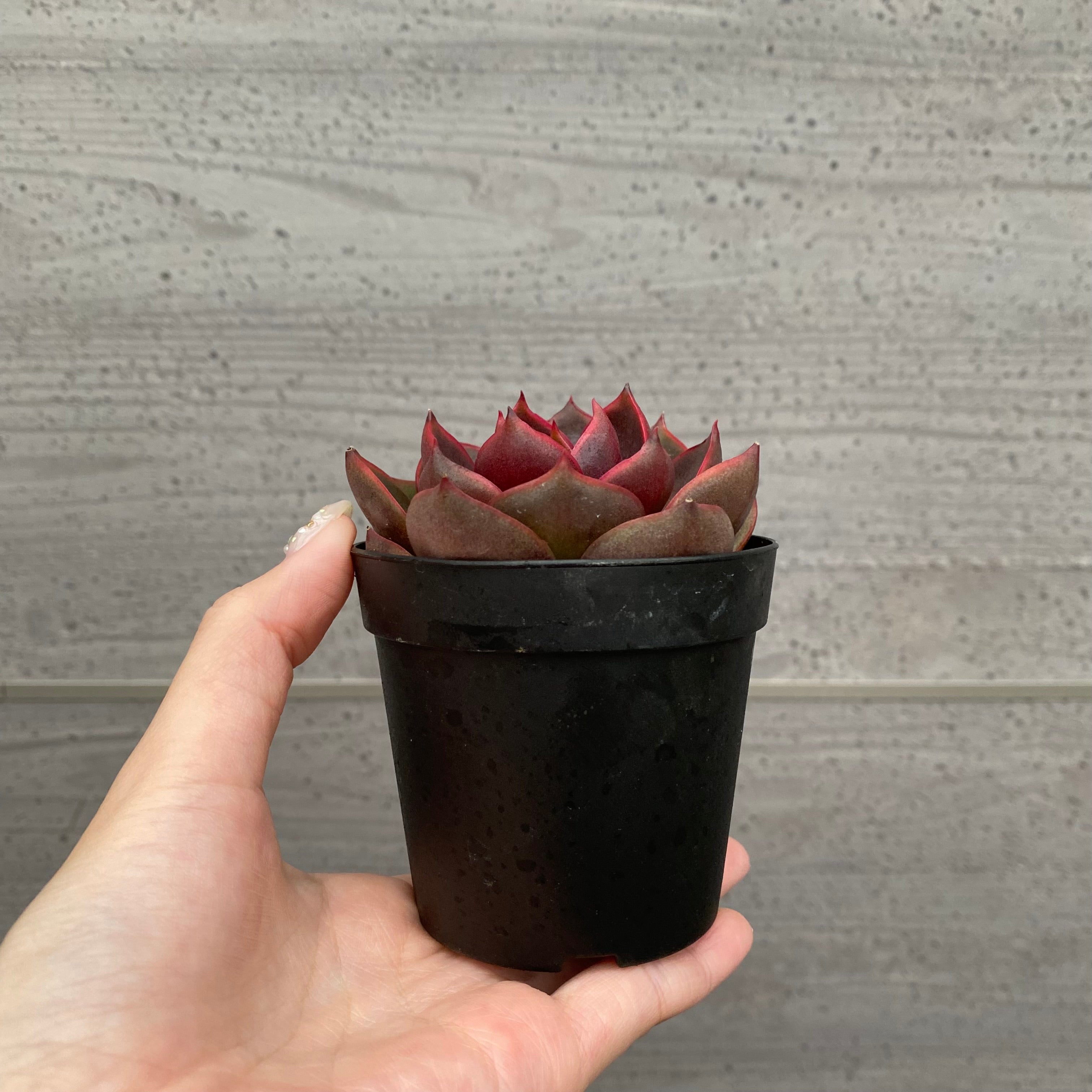 Pickup 全ての商品 – 植物家族