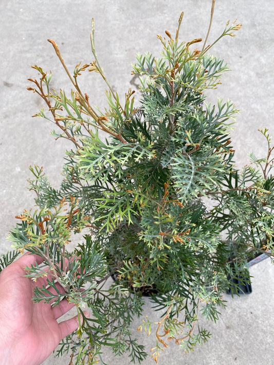 No.28035　グレビレア　クリームパッション　5号鉢