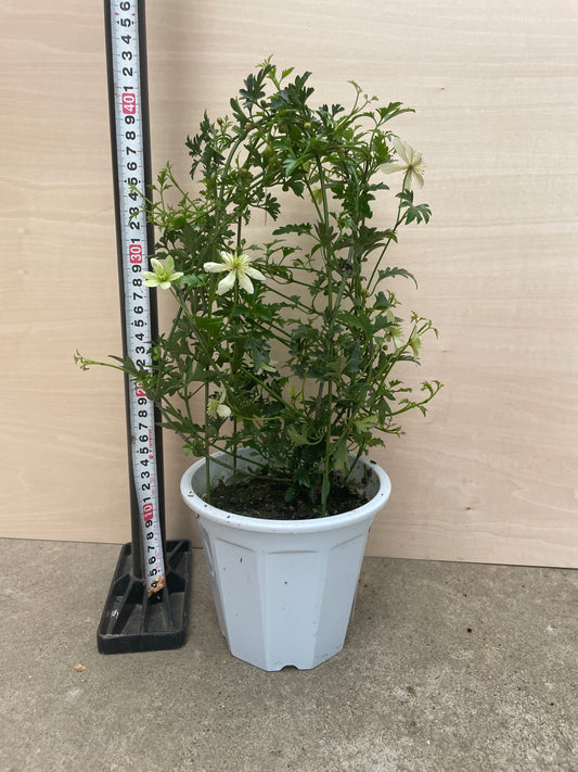 No.06039　クレマチス　フレグランス　オベロン　5号鉢