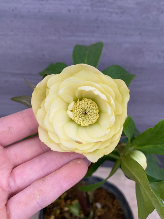 No.05129 横山園芸★クリスマスローズ プリマドレス 5号苗ポット