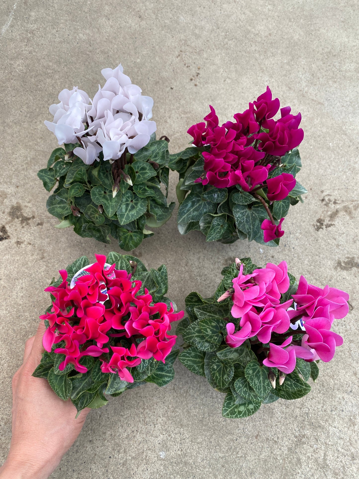 No.28028　ガーデンシクラメン　3号苗ポット　4ポットセット