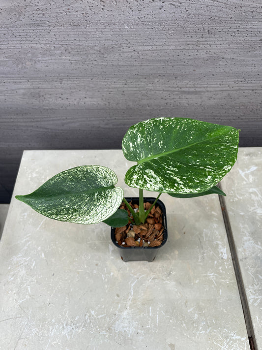 モンステラ デビルモンスター ねこチップ植替え済