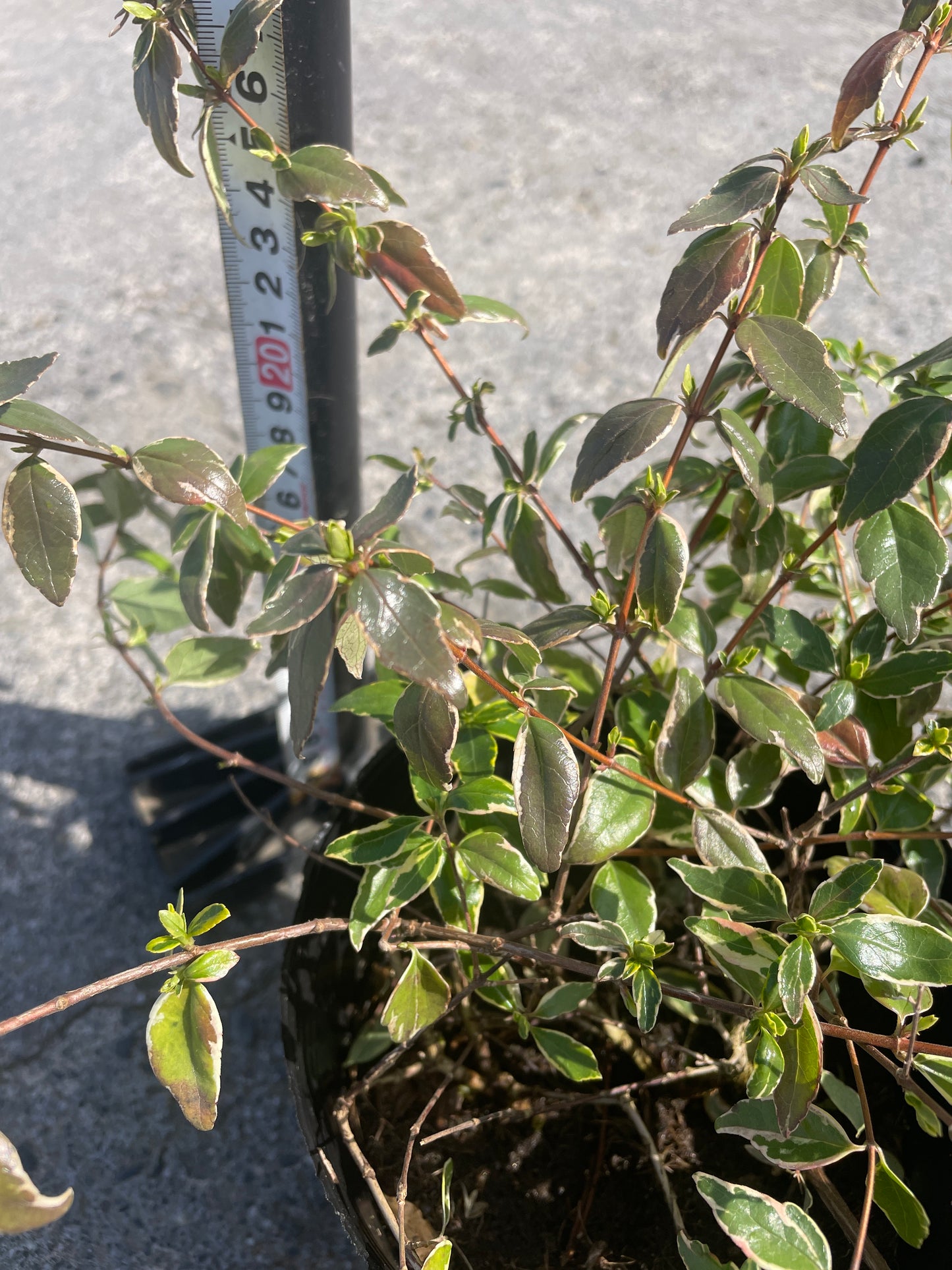 No.06008　岡本緑花　アベリア　ヴェルデブーケ　5号苗ポット