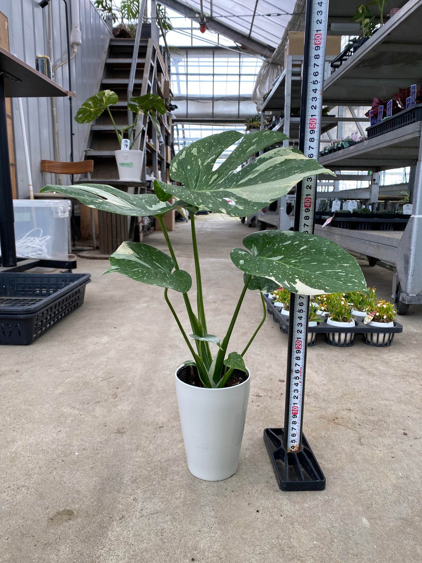 即売会 No.27045　モンステラ　タイコンステレーション　4号鉢