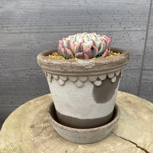 エケベリア ホワイトミニマ錦 BERGS コペンハーゲン10