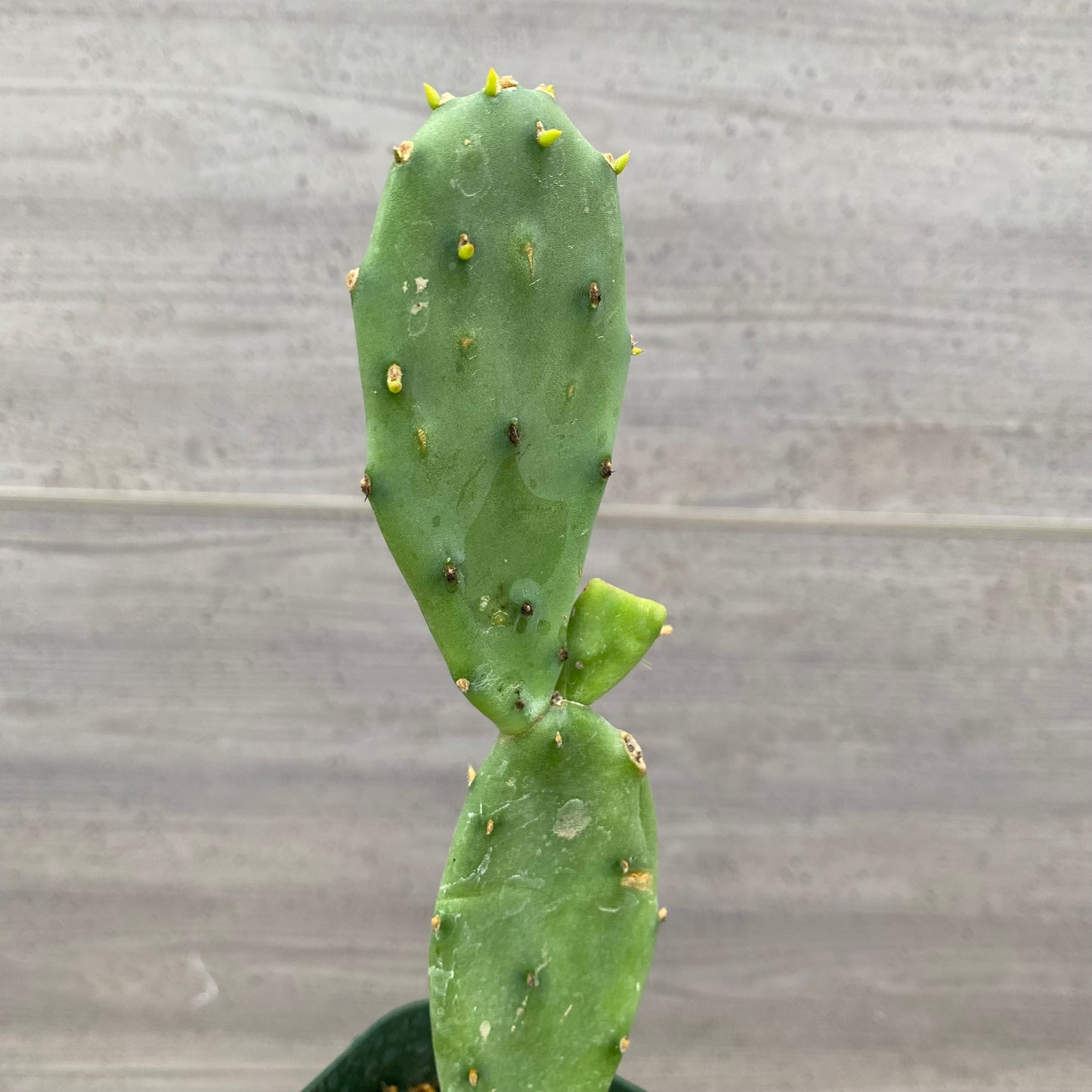 カクタスフルーツ　
