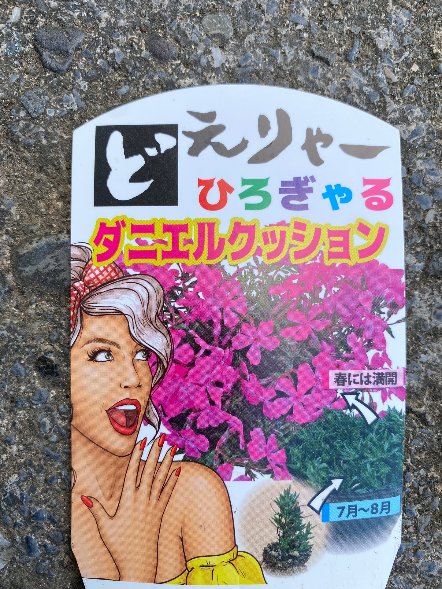 No.28044　どえりゃーひろぎゃる芝桜　ダニエルクッション　4号苗ポット　3ポットセット