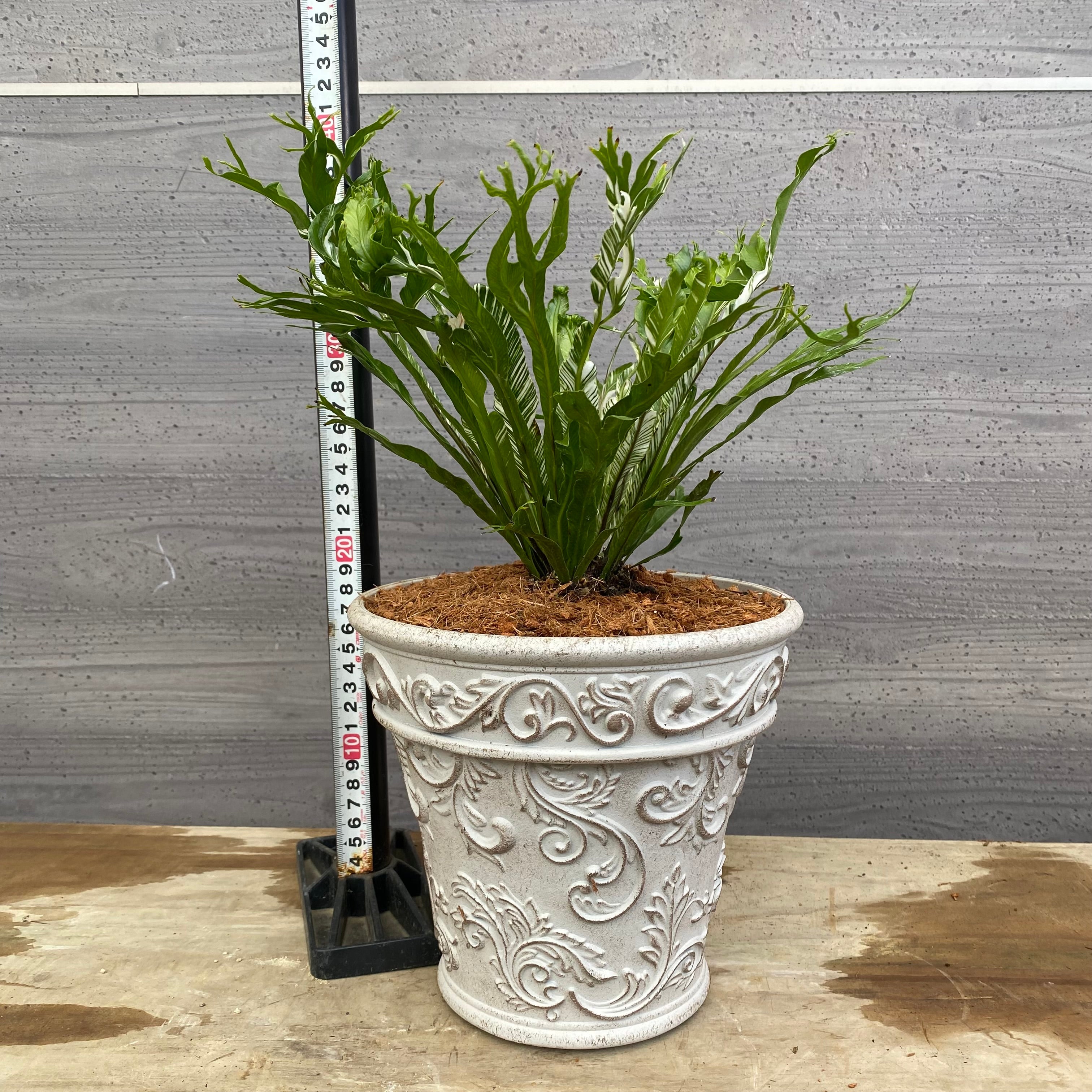 植物 – 植物家族