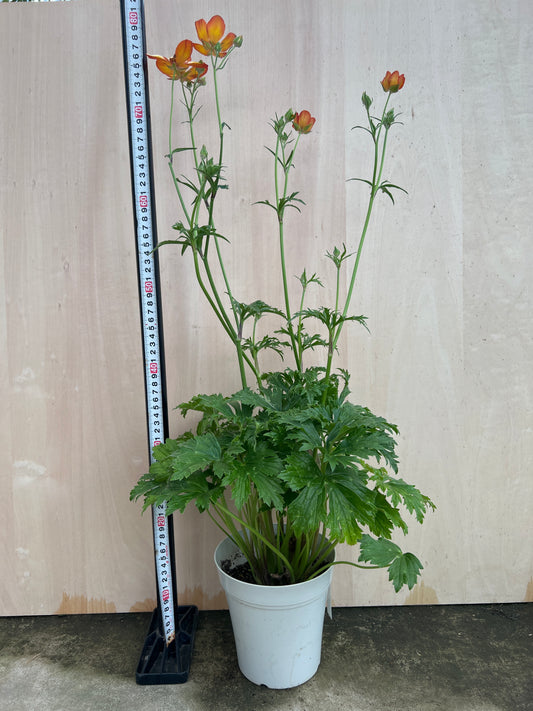 No.31003　ラナンキュラスランドセルシリーズ　サラセレネモノケロス　6号鉢