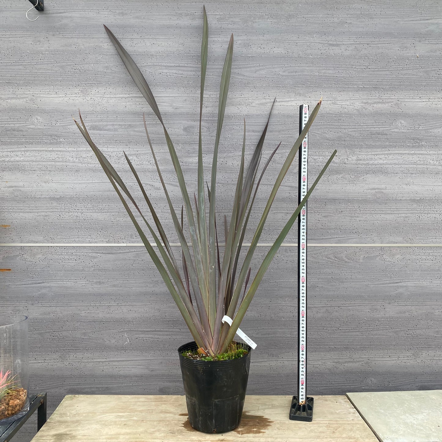 No.1303　ニューサイラン　銅葉　7号苗ポット