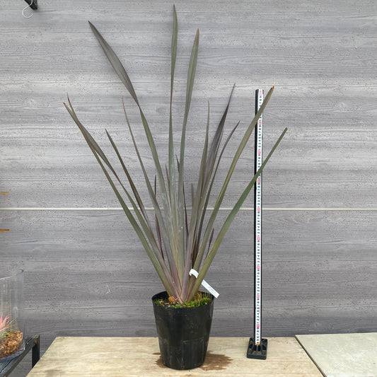 No.1303　ニューサイラン　銅葉　7号苗ポット