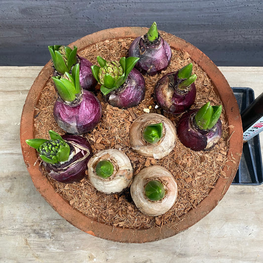 寄せ植えE　キューガーデンポット