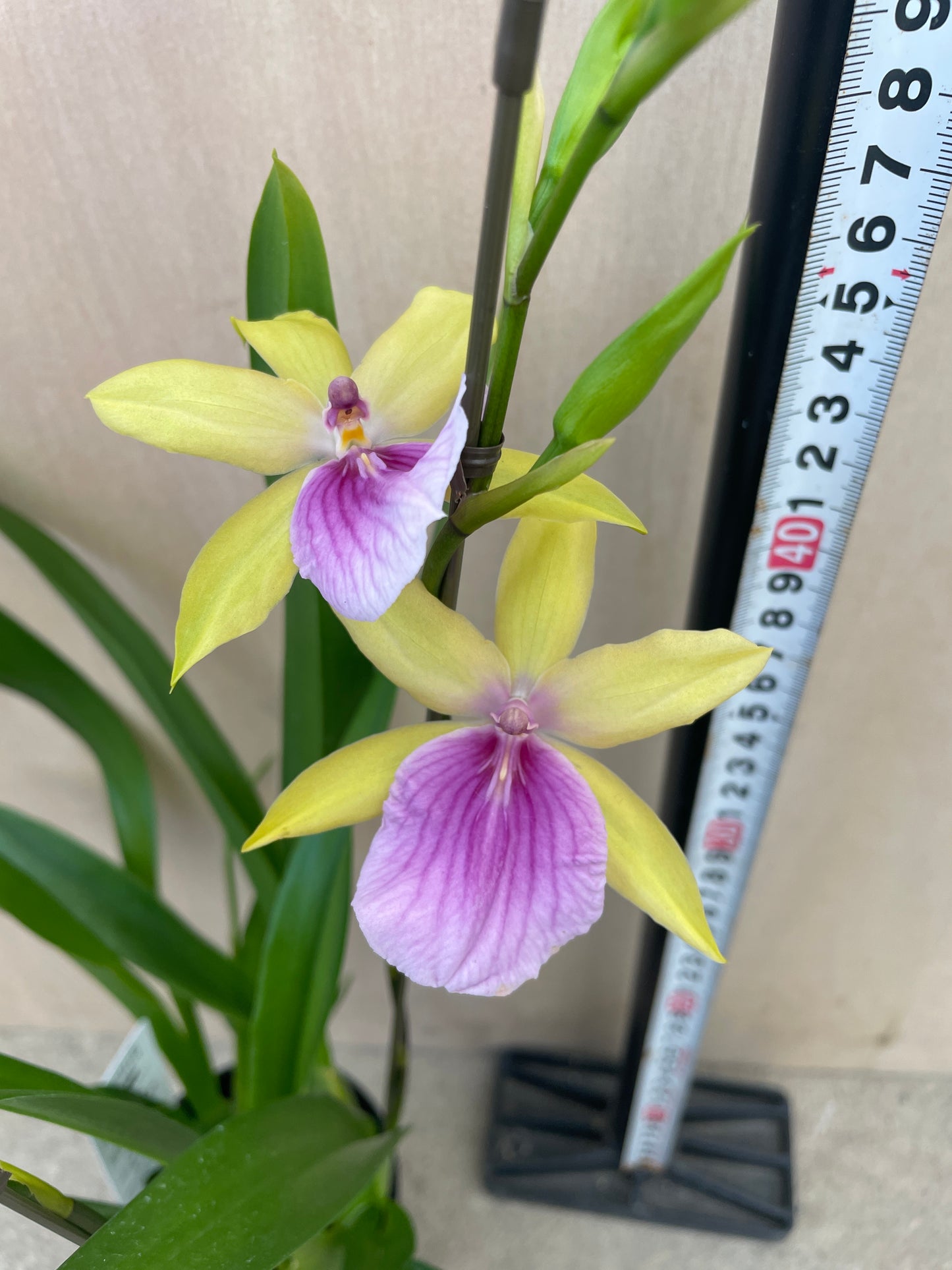 No.04037　ミルトニア　利休　3.5号鉢