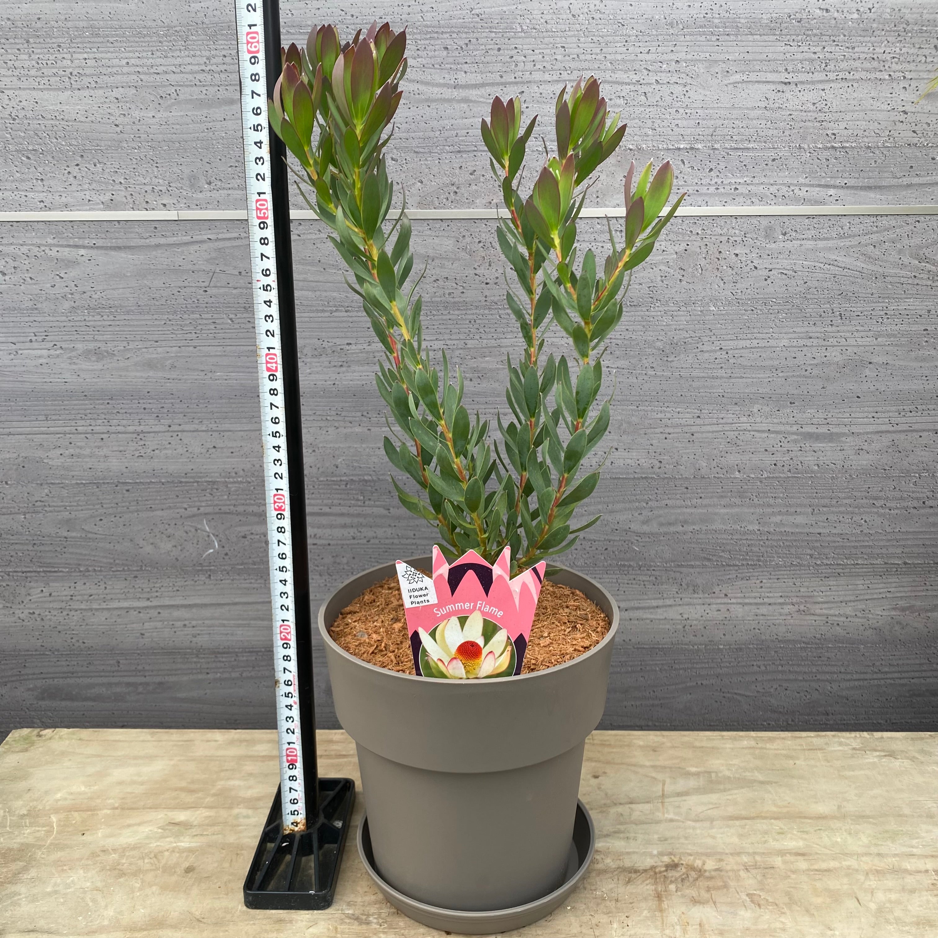 Pickup 全ての商品 – 植物家族