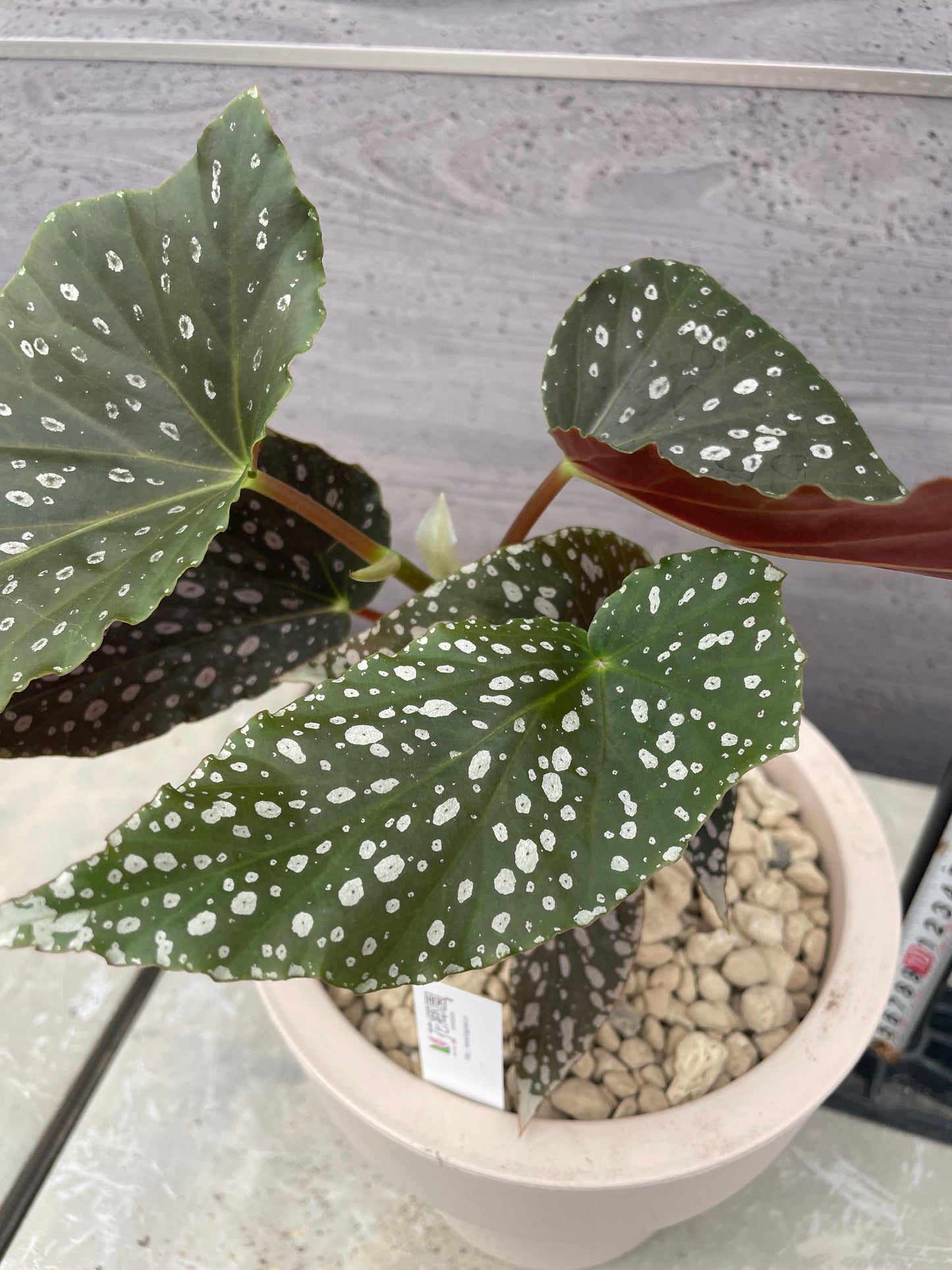 花郷園★木立性ベゴニア　ピンクスポットルツェルナ　6号ポット植替え済み