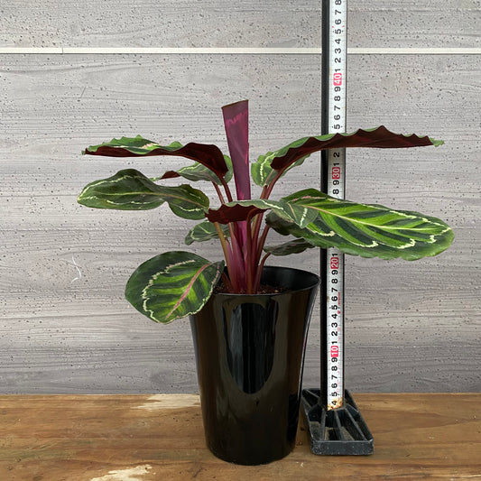 市場仕入れ即売会　No.25036　カラテア　ロゼオピクタ　5号鉢