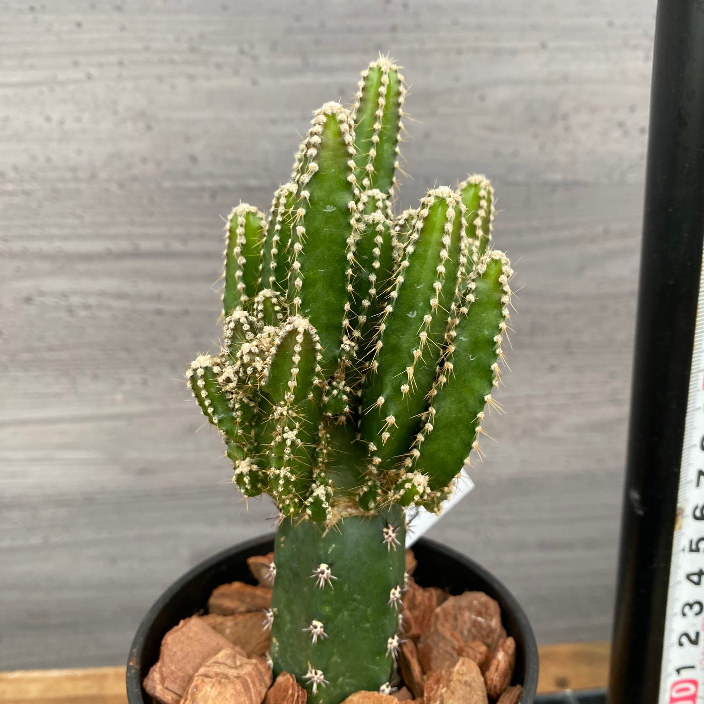 市場仕入れ即売会　No.25058　サボテン接ぎ木D　3号鉢