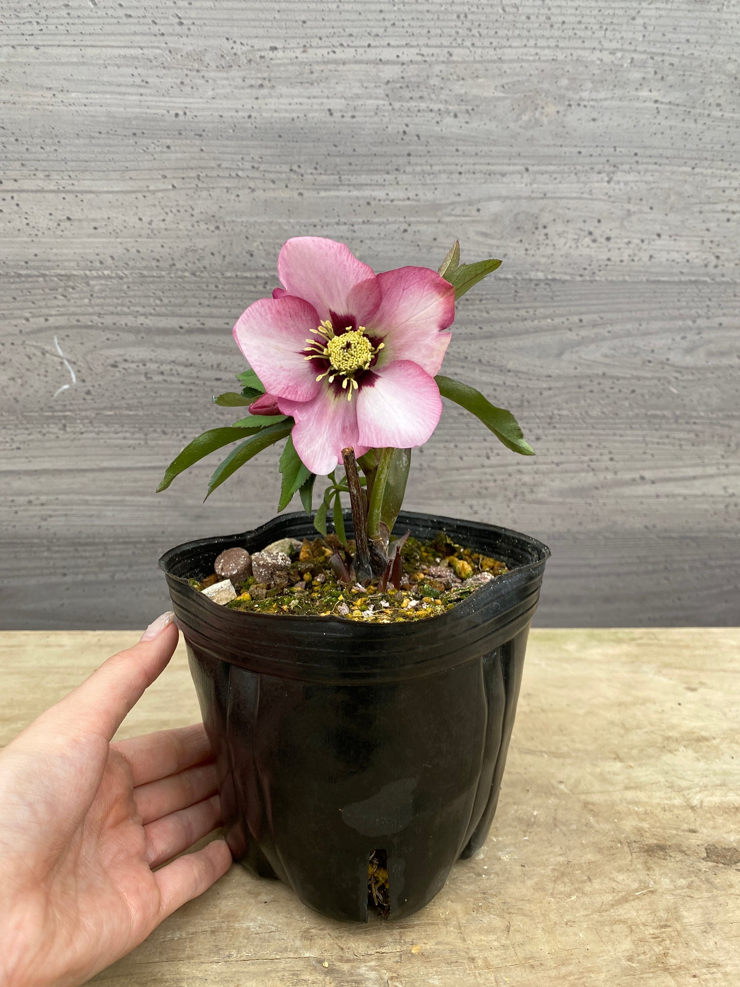 No.05085　横山園芸★クリスマスローズ　シングル咲き　5号苗ポット