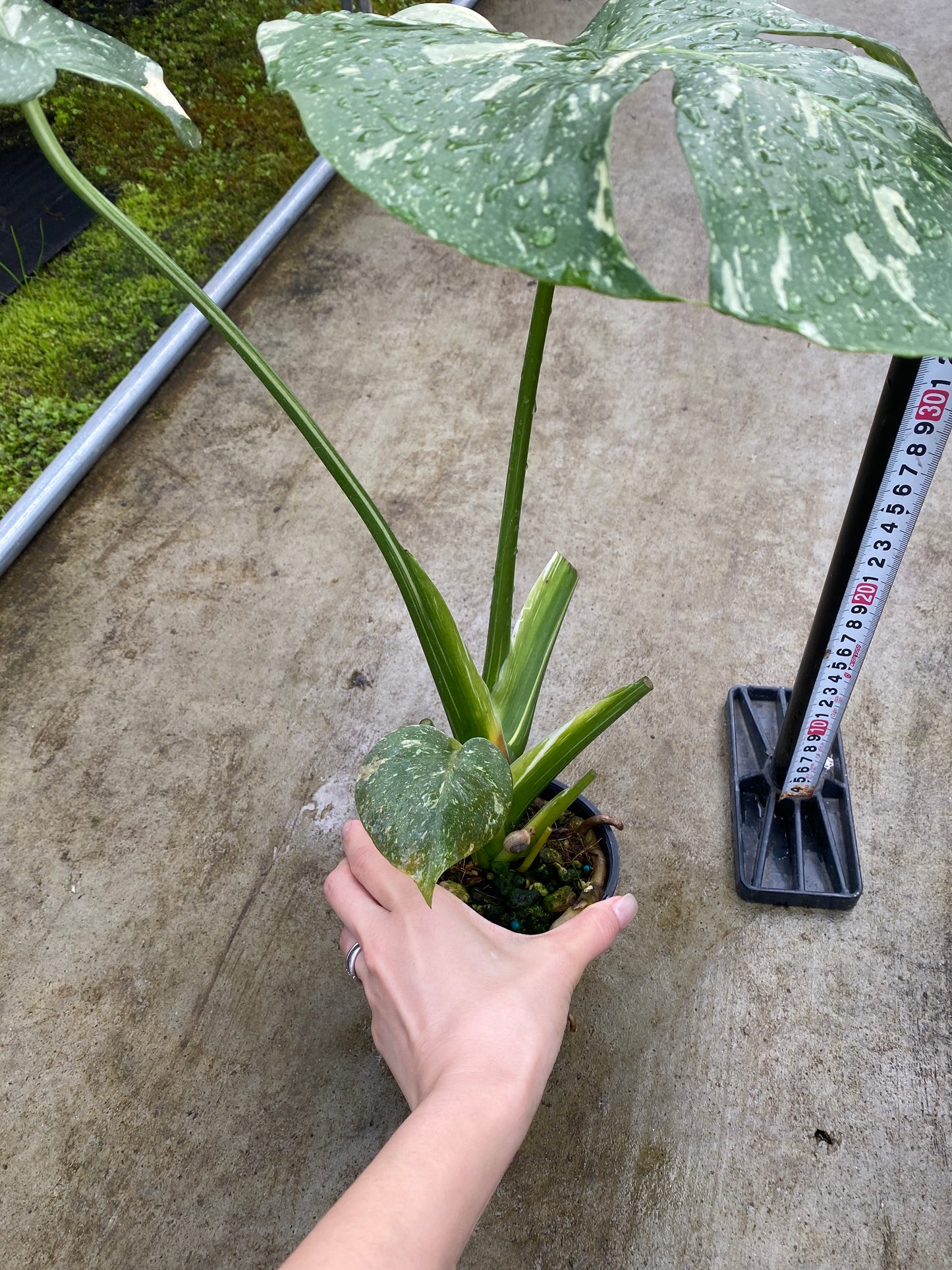 農場創業祭 No.26168　モンステラ　タイコンステレーション　3号鉢