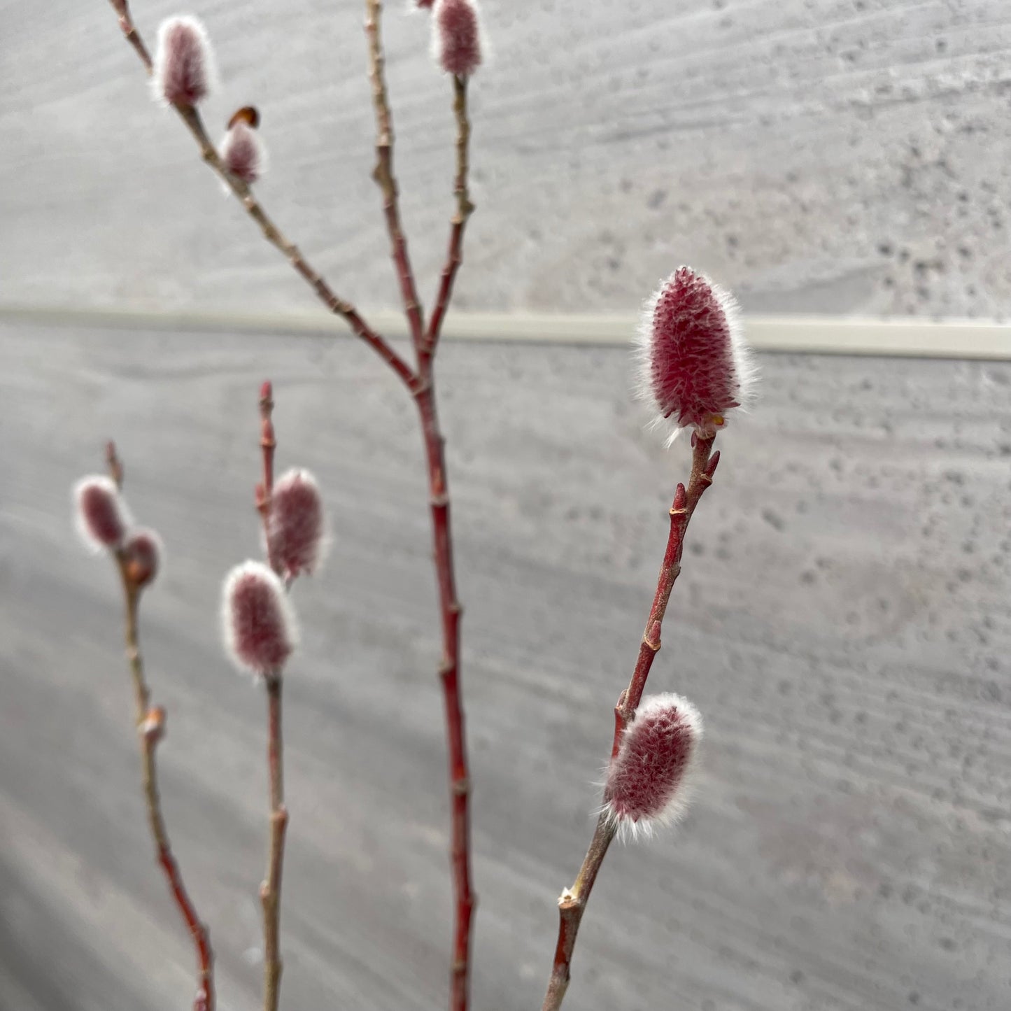 No.27006　ネコヤナギ　5号苗ポット