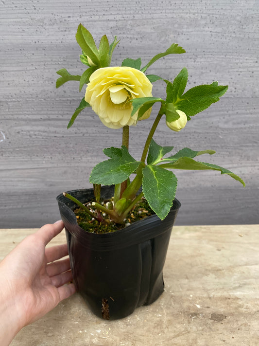 No.05141　横山園芸★クリスマスローズ　プリマドレス　5号苗ポット