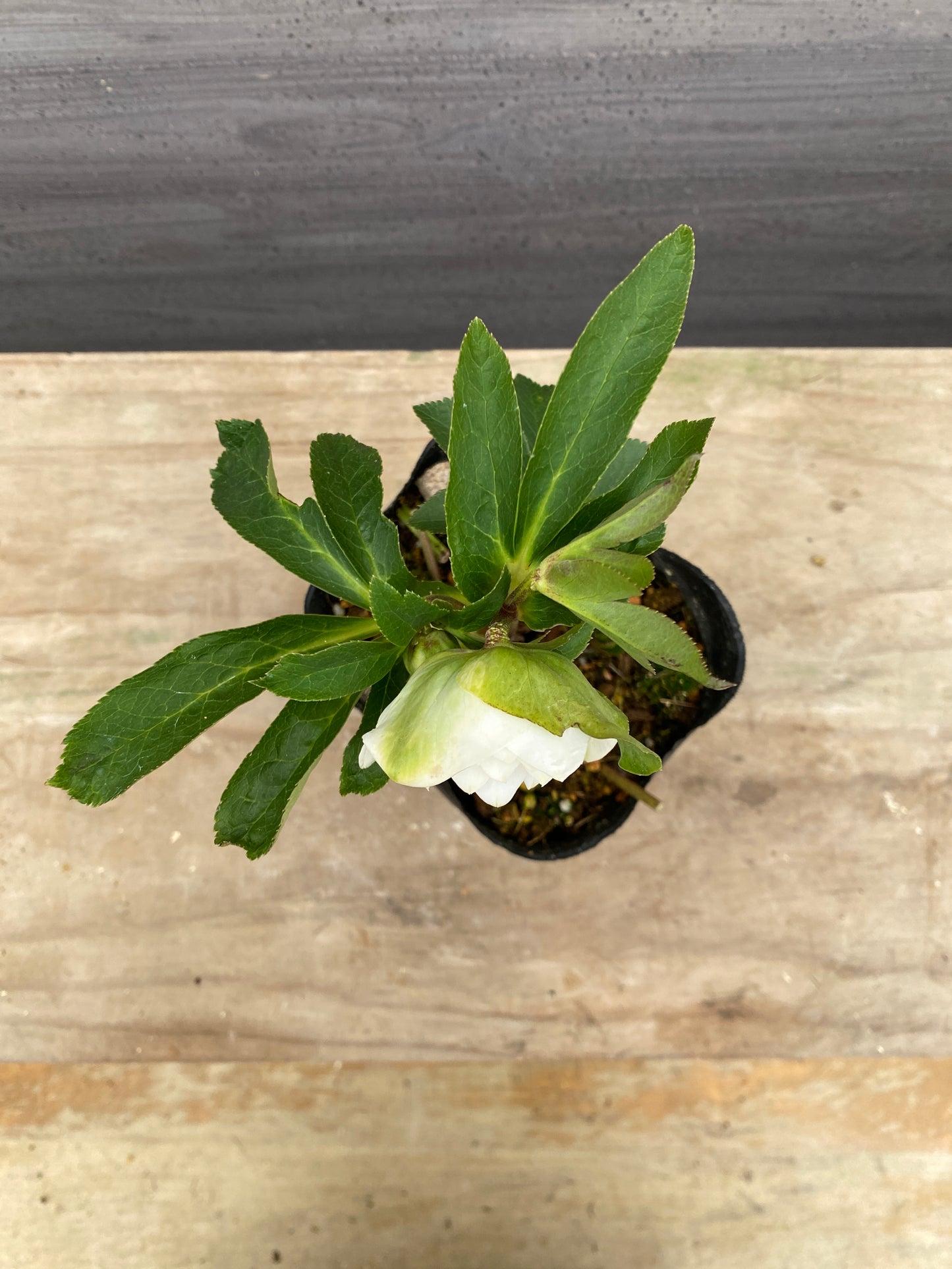 No.05100　横山園芸★クリスマスローズ　プリマドレス　5号苗ポット