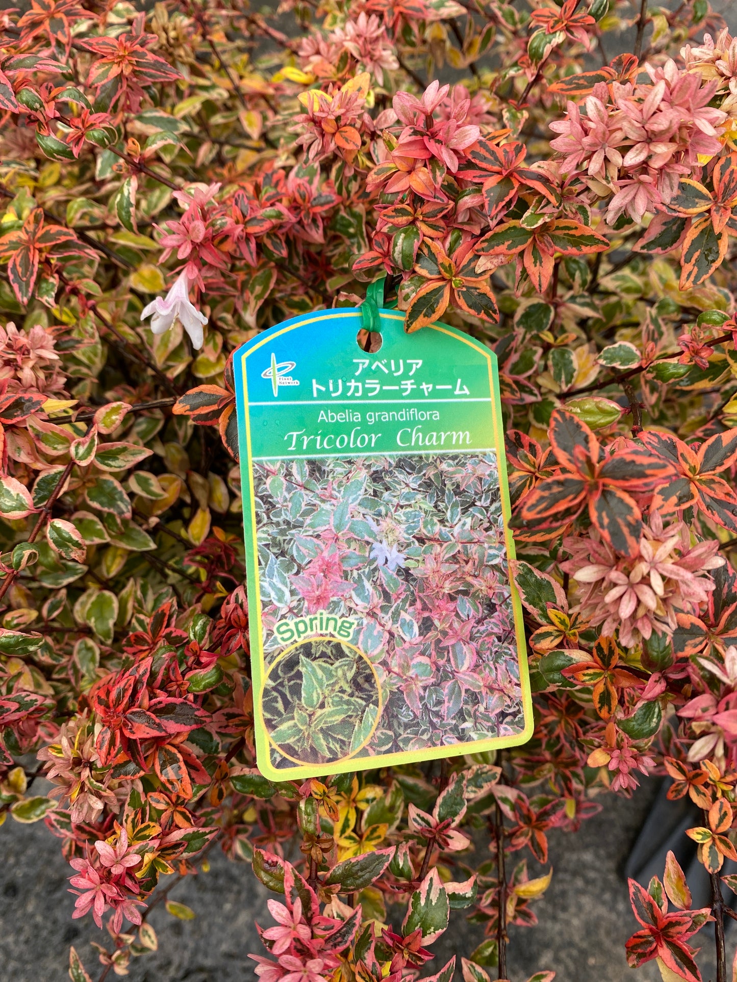 農場創業祭 No.26006　アベリア　トリカラーチャーム　7号鉢