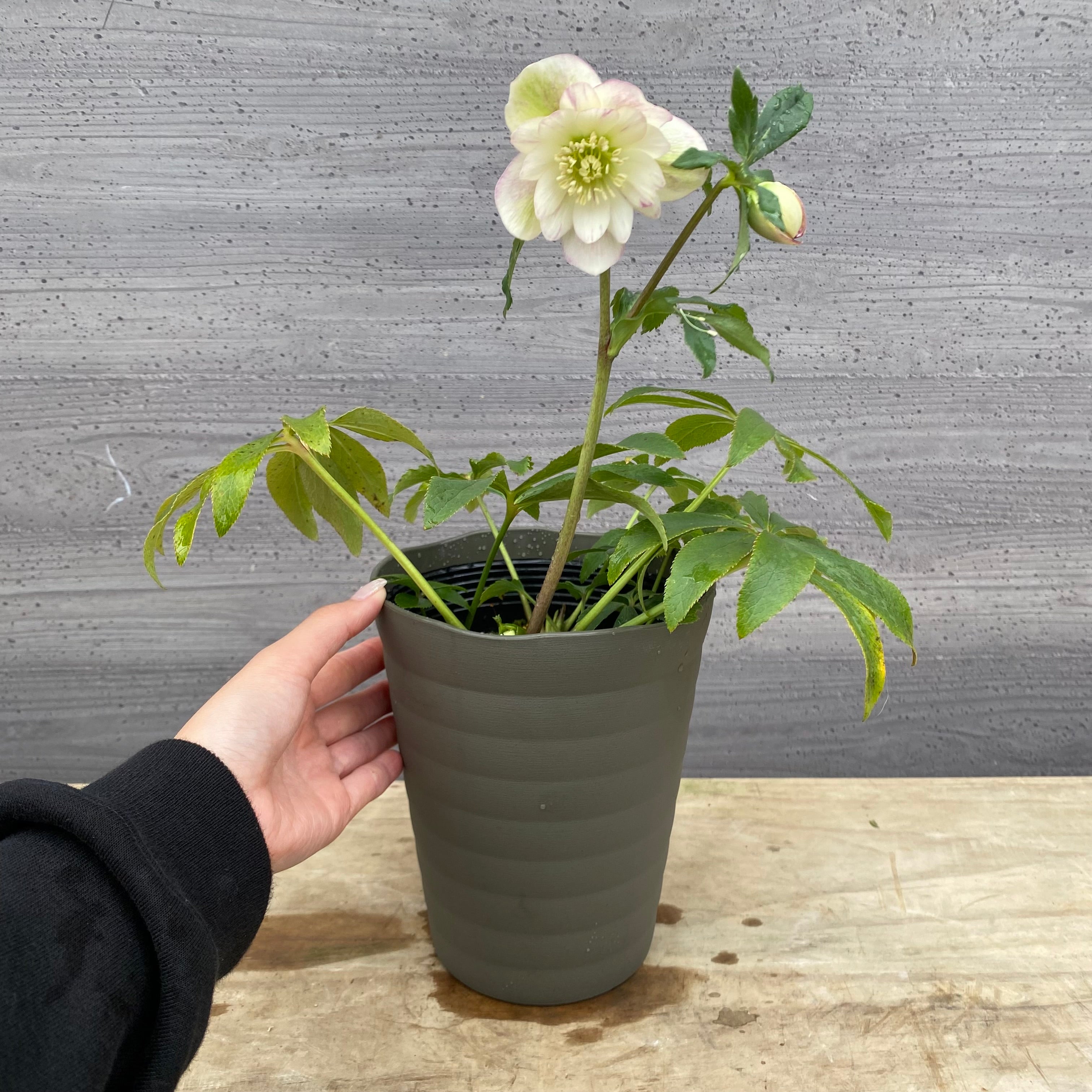 即売会 No.27066 クリスマスローズ ダブル咲き 5号鉢 – 植物家族