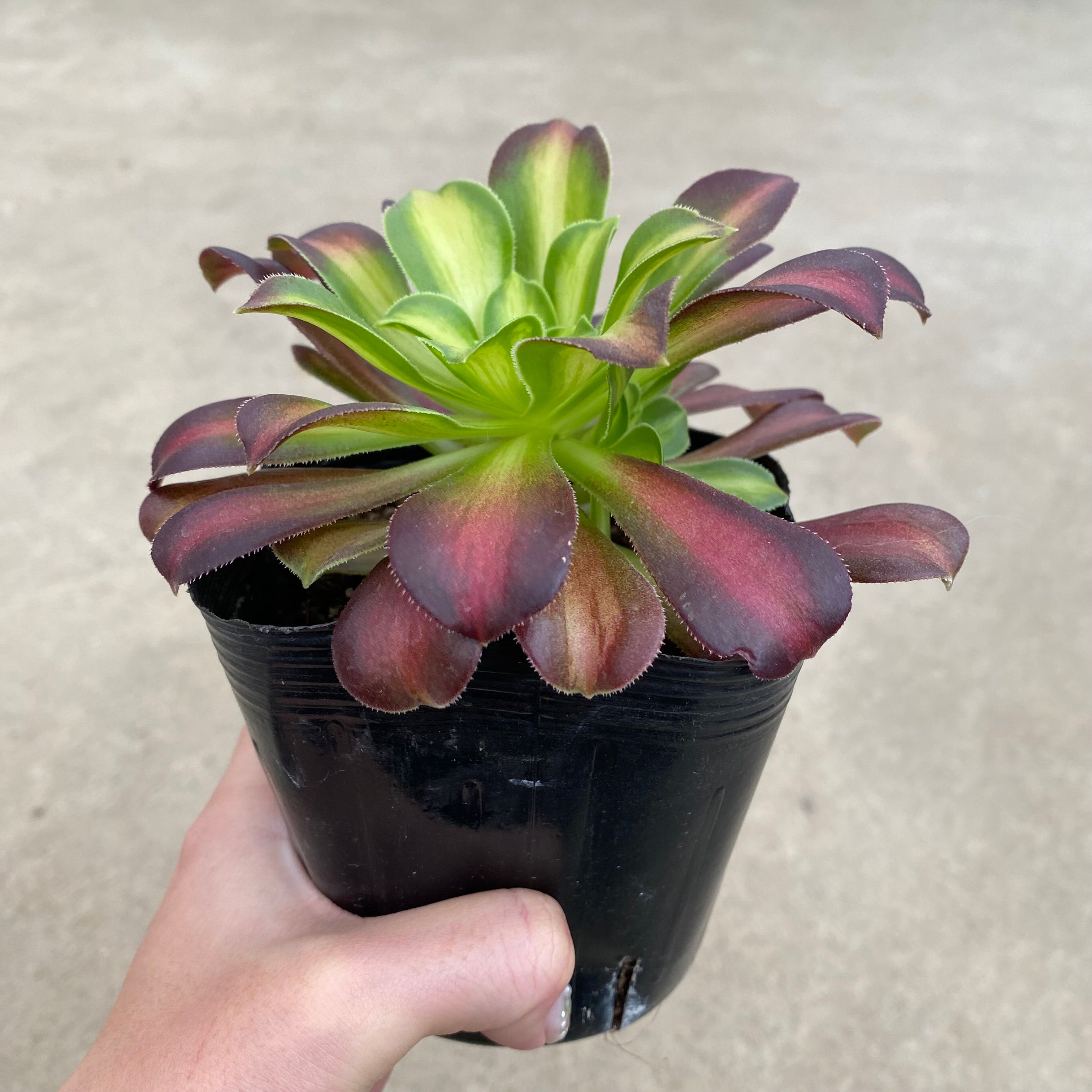 Pickup 全ての商品 – 植物家族