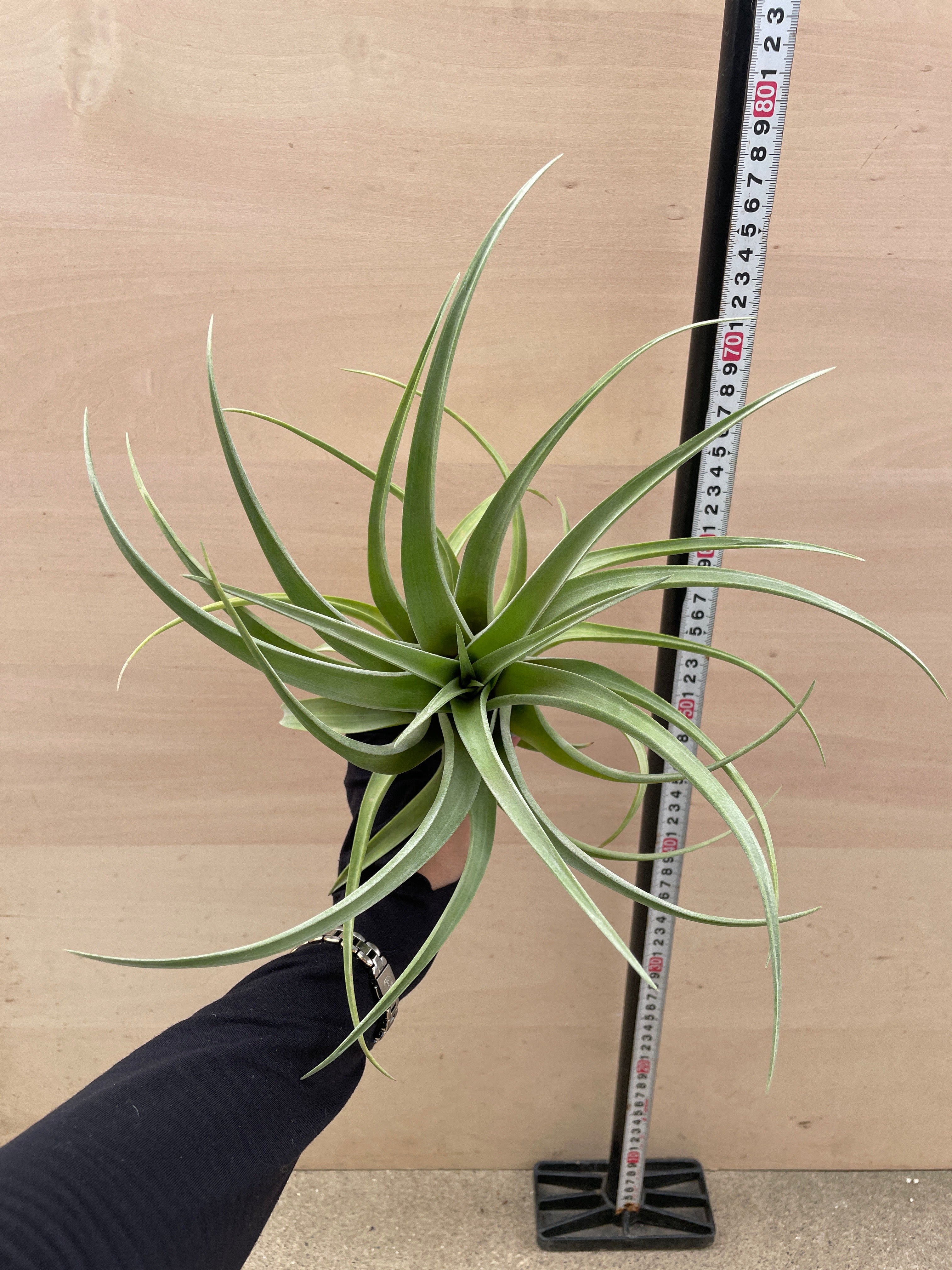 Pickup 全ての商品 – 植物家族