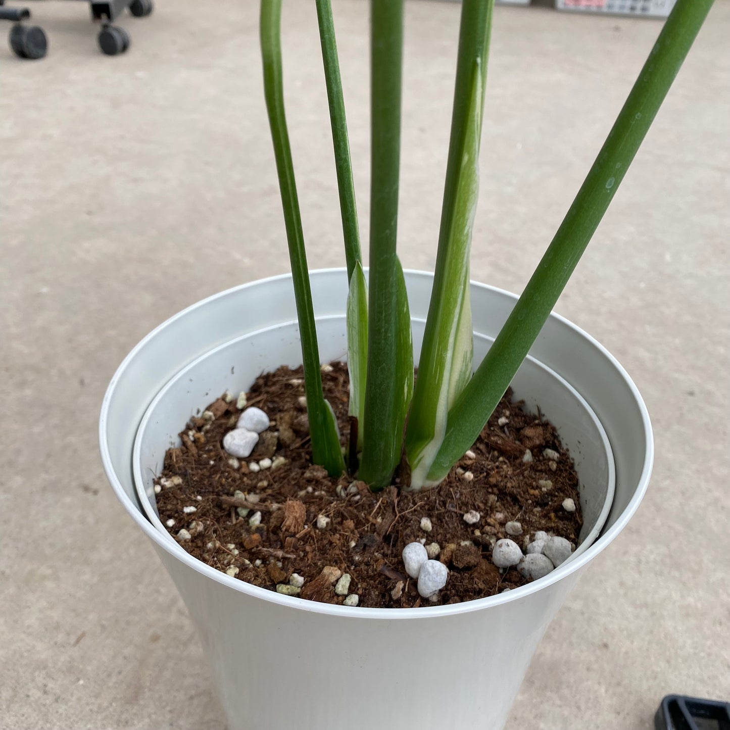 20007　モンステラ　タイコンステレーション　6号鉢