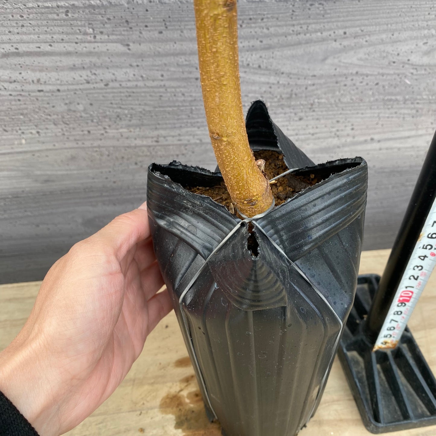 桃　ひめこなつ　4号ロング苗ポット　★1本で結実します