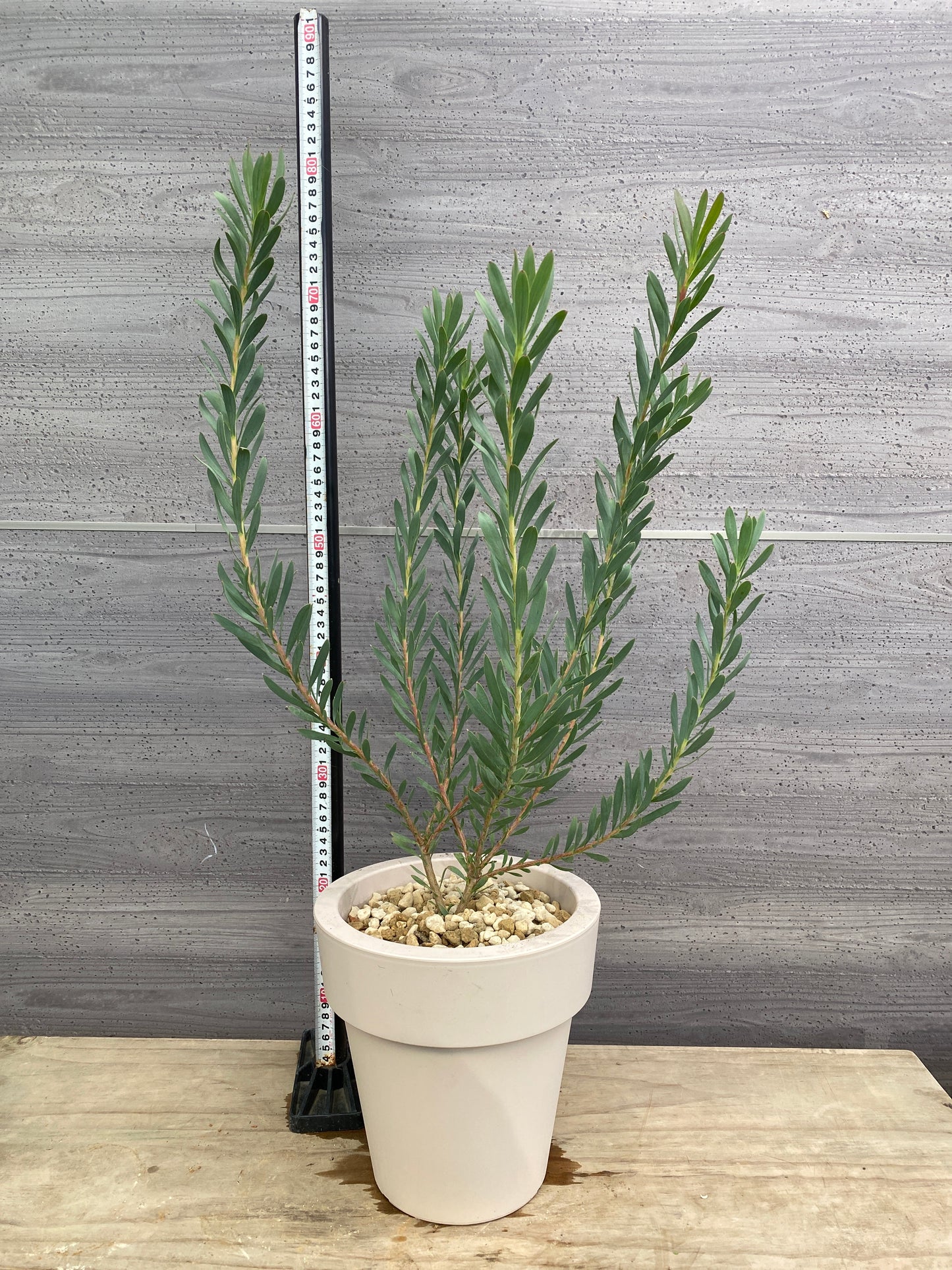 リュウカデンドロン　イエローデビル　No.3　オリジナルポット