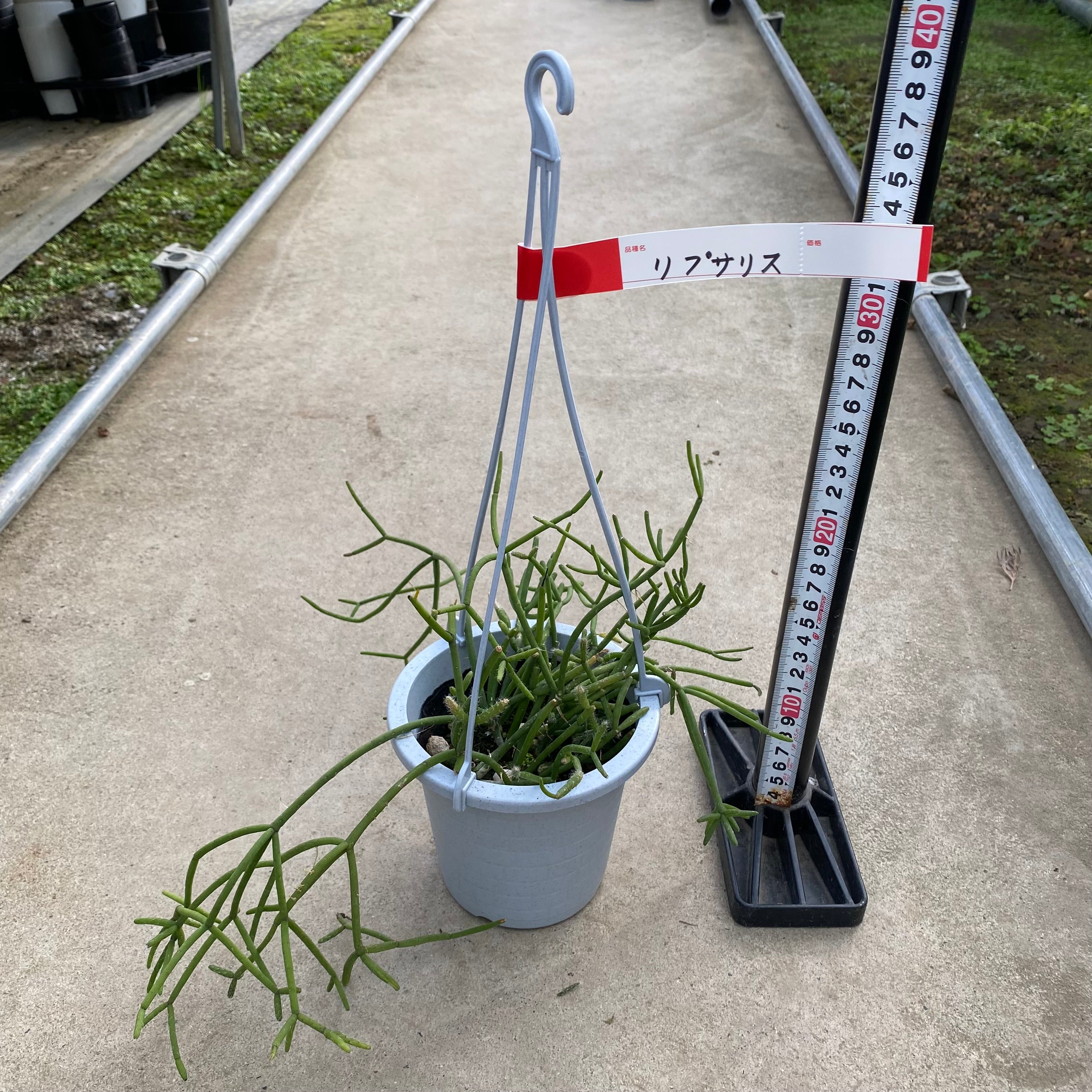 商品 – 植物家族