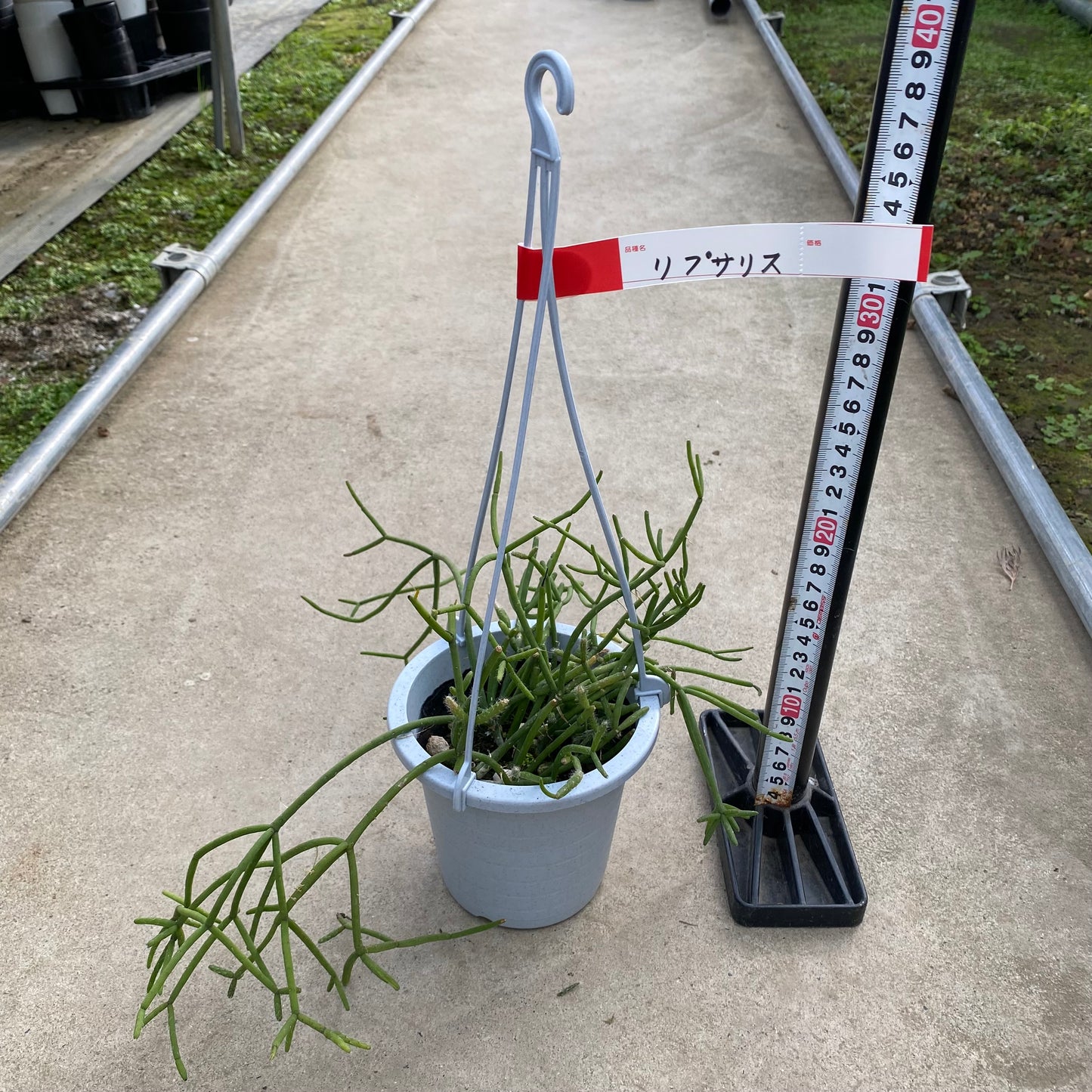 06038　リプサリス　4号吊り鉢