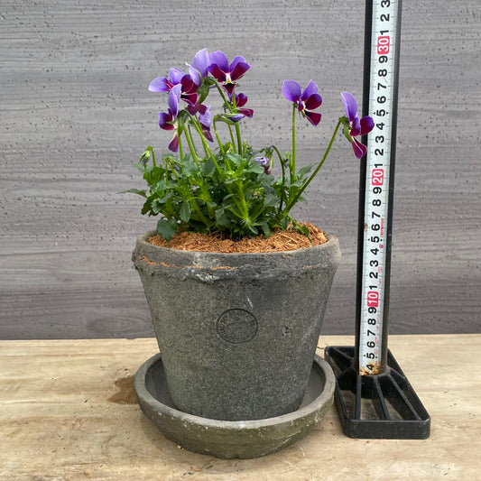 寄せ植えH キューガーデンポット