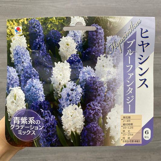 ヒヤシンス　球根　ブルーファンタジー