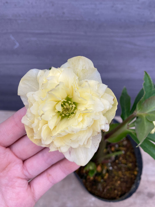 No.05107　横山園芸★クリスマスローズ　プリマドレス　5号苗ポット