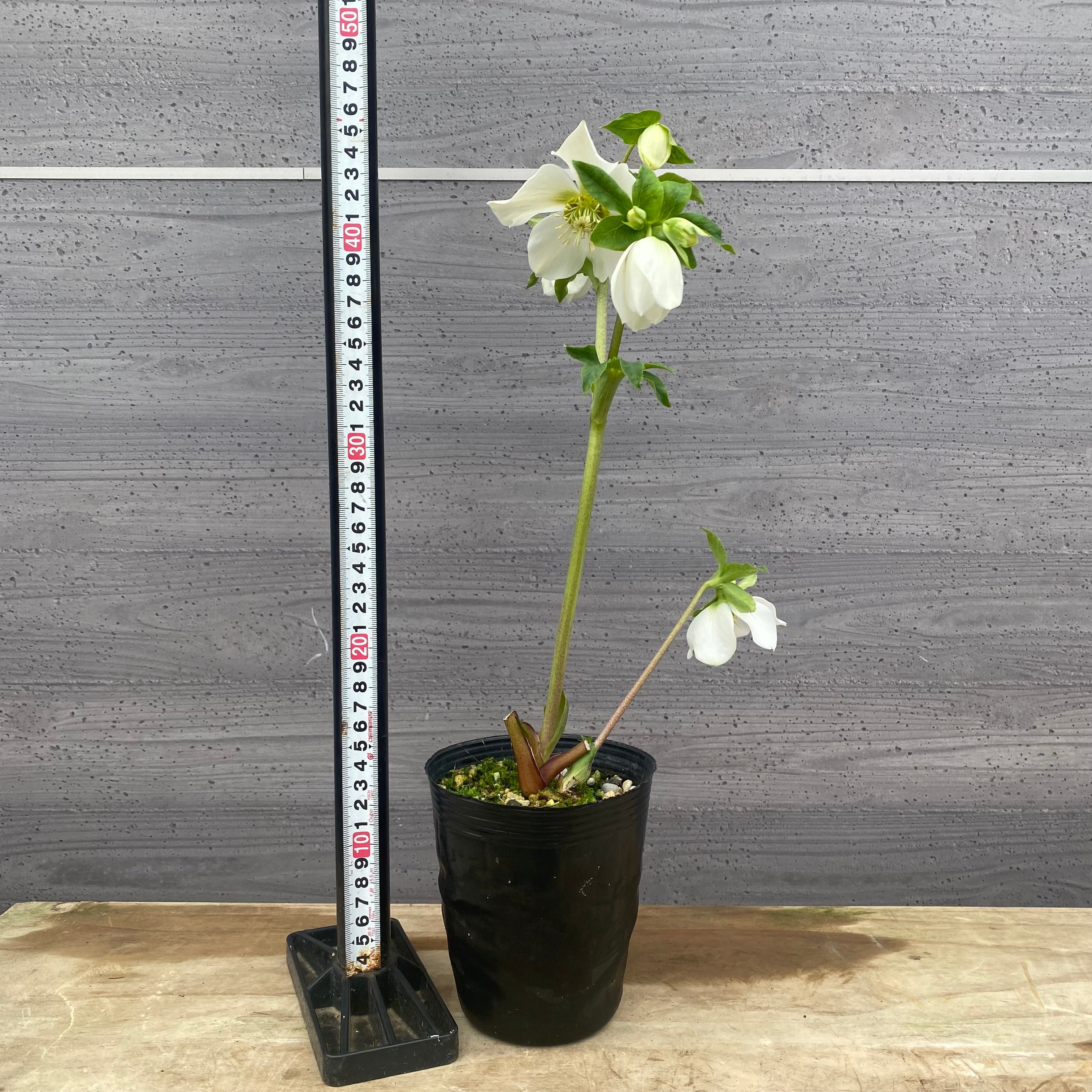 Pickup 全ての商品 – 植物家族