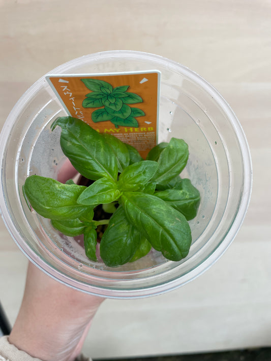 M07　スイートバジル　5個セット