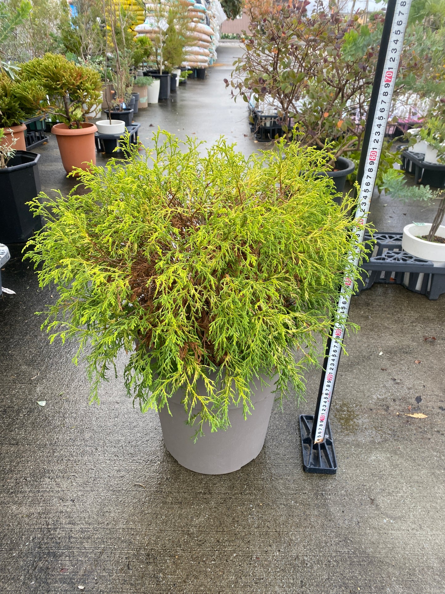 農場創業祭 No.26047　サワラ　10号グレーポット