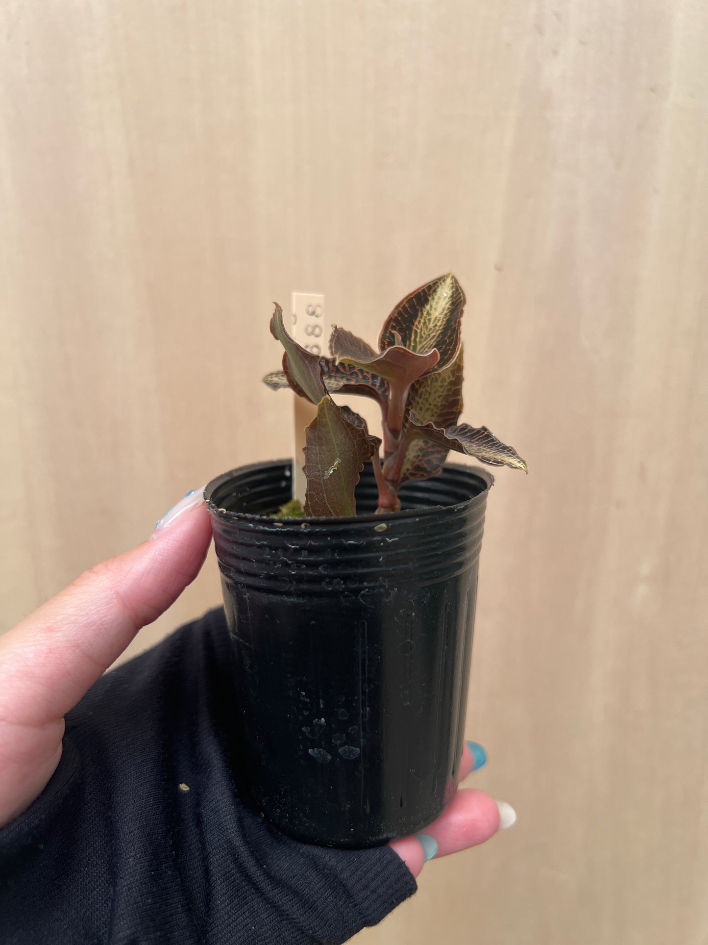 No.04044　ジュエルオーキッド　Anoectochilus lobbianus green　2号苗ポット