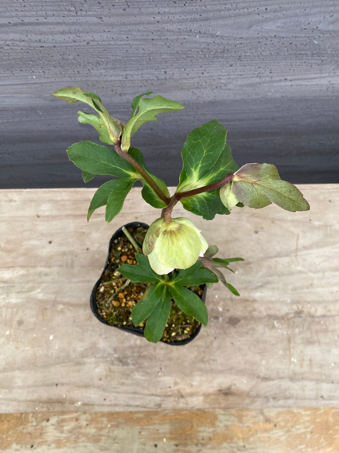 No.05131　横山園芸★クリスマスローズ　プリマドレス　5号苗ポット