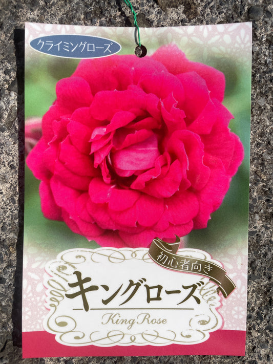 No.06037　ツルバラ　キングローズ　6号鉢