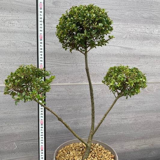 No.19008　キンメツゲ　3本仕立て　グレープラ鉢