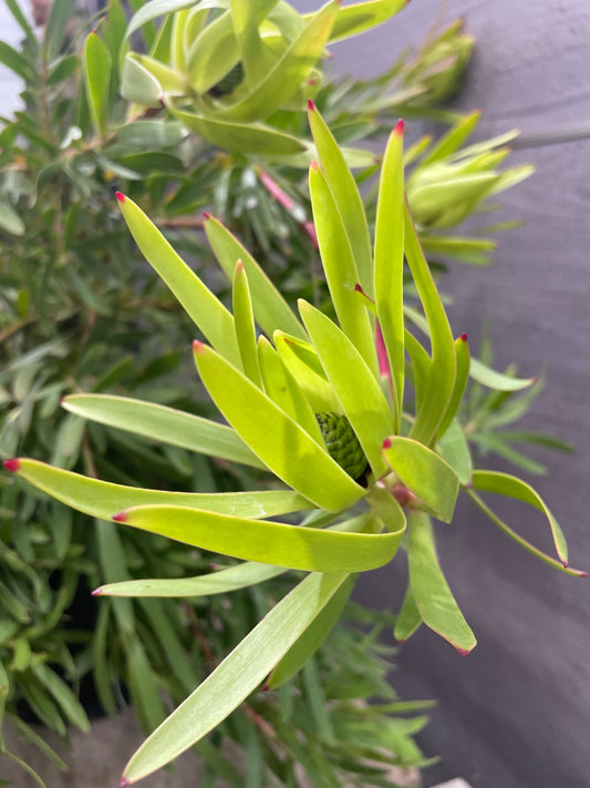 No.10012　リューカデンドロン　インカゴールド　7号鉢