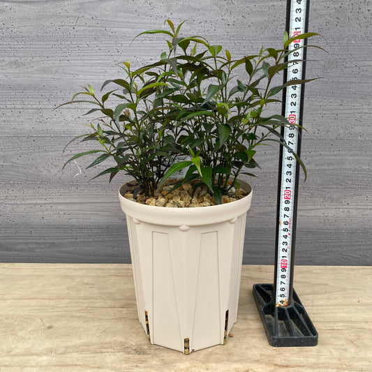 ストロビランテス　ブルネッティー　6号スリット鉢/オリジナル色