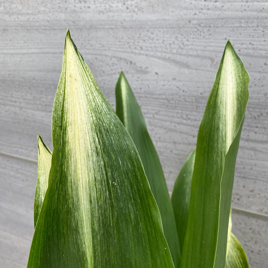 No.1309　旭葉蘭（アサヒハラン）5.5号鉢