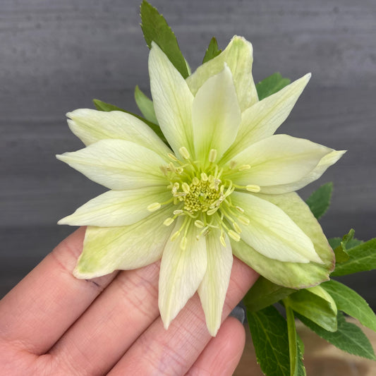 No.09042　クリスマスローズ04　4号苗ポット